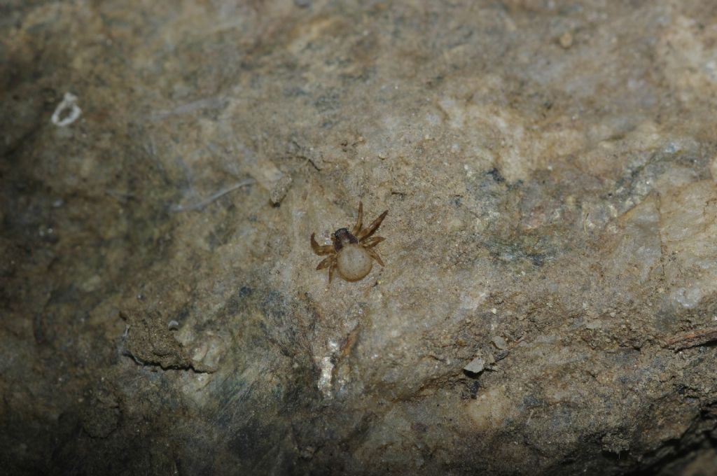 Ozyptila sp. - Arcavacata di rende (CS)
